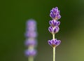 Two lavenders Royalty Free Stock Photo