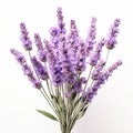 Happy Lavender Flowers In White Vase On White Background