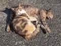 Two lazy cats sleep on the floor