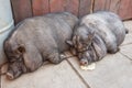 Two lazy, cute and beautiful Vietnamese pot-bellied pig took a nap Royalty Free Stock Photo