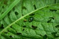 Two leaf beetles Chrysomela fastuosa are fighting for the female of their species beetles Royalty Free Stock Photo