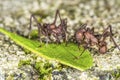 Two leaf-cutter ants compete for a cut-off leaf part.