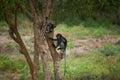 Two leaf monkeys climbing  the tree Royalty Free Stock Photo