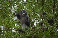 Two leaf monkeys climbing  the tree Royalty Free Stock Photo