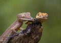 Two leaf-tailed gecko sitting on a branch. unusual perspective. Madagascar.