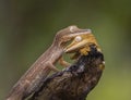 Two leaf-tailed gecko sitting on a branch. unusual perspective. Madagascar.