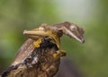 Two leaf-tailed gecko sitting on a branch. unusual perspective. Madagascar.