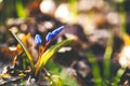 Two-leaf wild growing squill Scilla bifolia, macro of just bloomed spring blue flowers