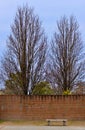 Two leafless tall trees stand behind a red brick wall in blue sky. Royalty Free Stock Photo