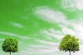 Two leafy trees on a background of the green sky
