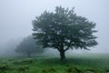 Two leafy trees among mystical fog Royalty Free Stock Photo