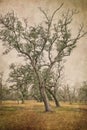 Two Leaning Southern Live Oak Trees