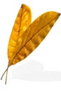 Two leaves Royalty Free Stock Photo