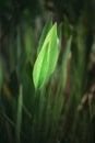 Two Leaves of Arrowhead Plant Sprout and Glowing by Sun Light At Morning Summer.