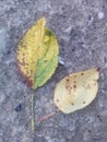 Two leaves autumn fall season Royalty Free Stock Photo