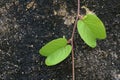 Two leaves Royalty Free Stock Photo