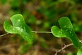 Two leaves of Common Smilax, aka Rough Bindweed - Smilax aspera Royalty Free Stock Photo