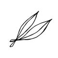 Two leaves of a doodle-style eucalyptus tree Royalty Free Stock Photo