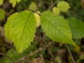 Two leaves on an elm tree catching sunlight