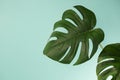 two leaves of fresh beautiful monsterera home plant with drops of water on a light mint background. for advertising intros