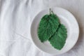 two leaves of fresh green sage on a white background. The concept of using herbs and spices at home. Royalty Free Stock Photo