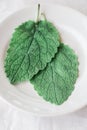 two leaves of fresh green sage on a white background. The concept of using herbs and spices at home. Royalty Free Stock Photo