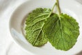 two leaves of fresh green sage on a white background. The concept of using herbs and spices at home. Royalty Free Stock Photo