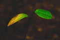 Two leaves green and yellow are kept on a lone branch in the autumn weather