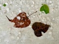 Two leaves are on the ground, one of which is covered in ice Royalty Free Stock Photo