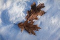 Two leaves of oak in the snow Royalty Free Stock Photo