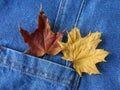 Two leaves in pocket