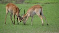 Two Lechwe locking horns and fight Royalty Free Stock Photo