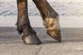 Two legs of a horse`s hoof, one leg raised above the surface.
