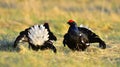 Two lekking black grouses Royalty Free Stock Photo