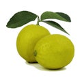 Two Lemon fruits with green leaf on white background.