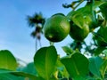 Two lemons hanging from lemon tree with green leaves and blue sky in background. Royalty Free Stock Photo