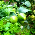 It is two lemons of indian village, which on the tree