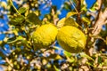 Two lemons on a lemon tree Royalty Free Stock Photo