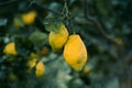 Two lemons located at the end of the lemon tree branch Royalty Free Stock Photo