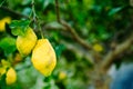 Two lemons located at the end of the lemon tree branch Royalty Free Stock Photo
