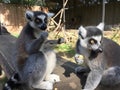 Two Lemur apes holding food