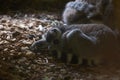 Two Lemur Madagascar Are Sleeping On The Ground