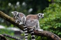 two lemurs on the branch Royalty Free Stock Photo