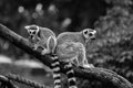 two lemurs on the branch Royalty Free Stock Photo