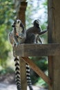 Two lemurs eating Royalty Free Stock Photo