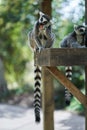 Two lemurs eating Royalty Free Stock Photo