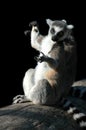 Two lemurs isolated on black Royalty Free Stock Photo