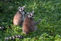 Two lemurs are sitting on green grass, close-up. Phu Quoc, Vietnam Royalty Free Stock Photo