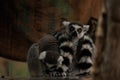 Two lemurs sitting next to each other in a zoo Royalty Free Stock Photo