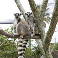 Two Lemurs Royalty Free Stock Photo